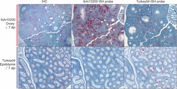 Figure 13