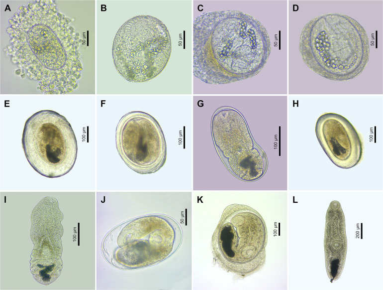 Figure 11