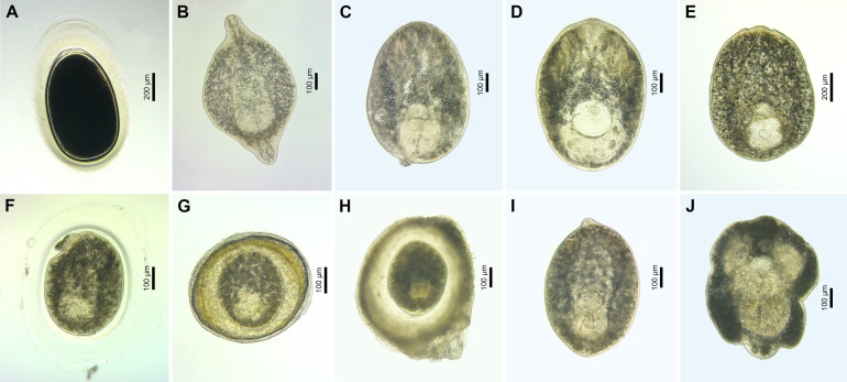 Figure 14