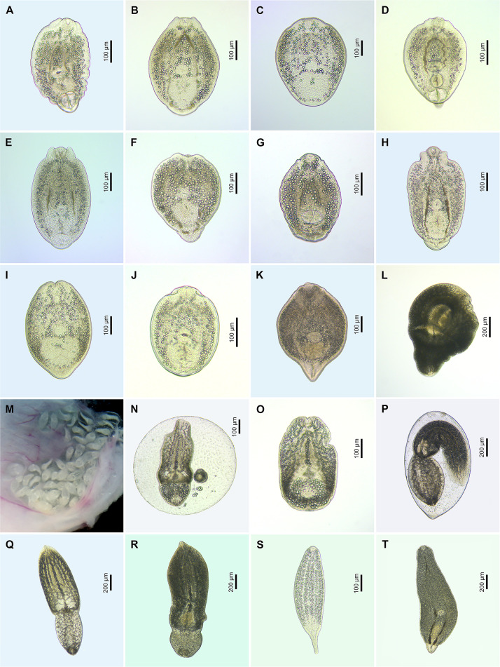 Figure 9