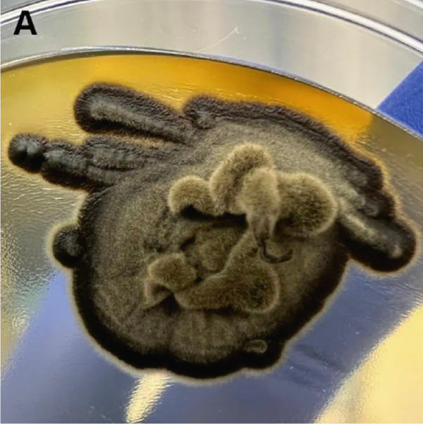 Figure 9