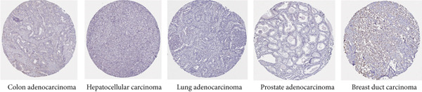Figure 31