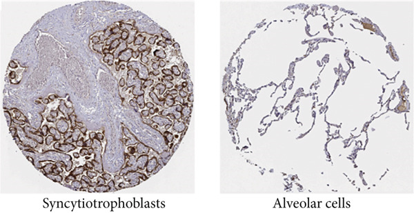 Figure 32