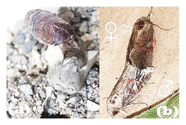 Figure 5