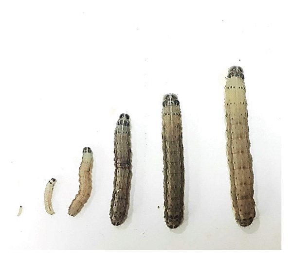 Figure 2