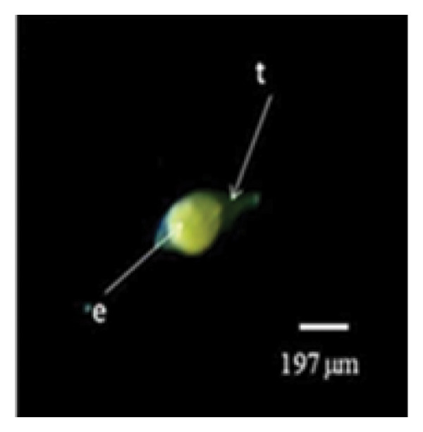 Figure 13