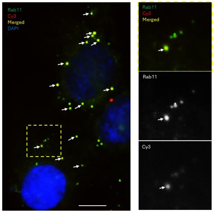 Figure 10