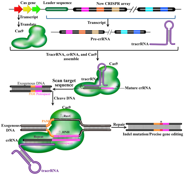 Figure 5