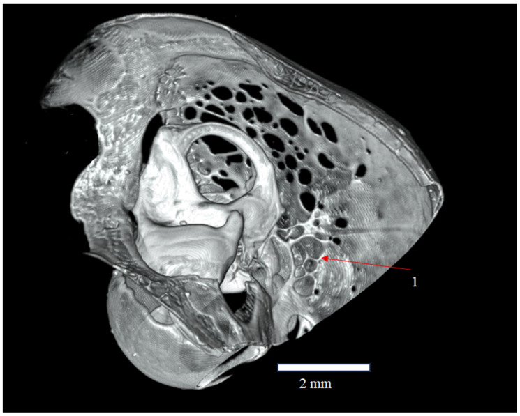 Figure 7