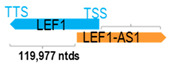 Figure 24