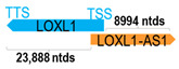 Figure 27