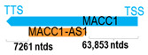 Figure 28