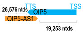 Figure 33