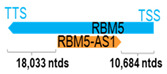 Figure 36