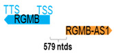 Figure 37