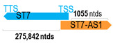 Figure 42