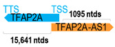 Figure 44