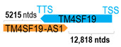 Figure 45