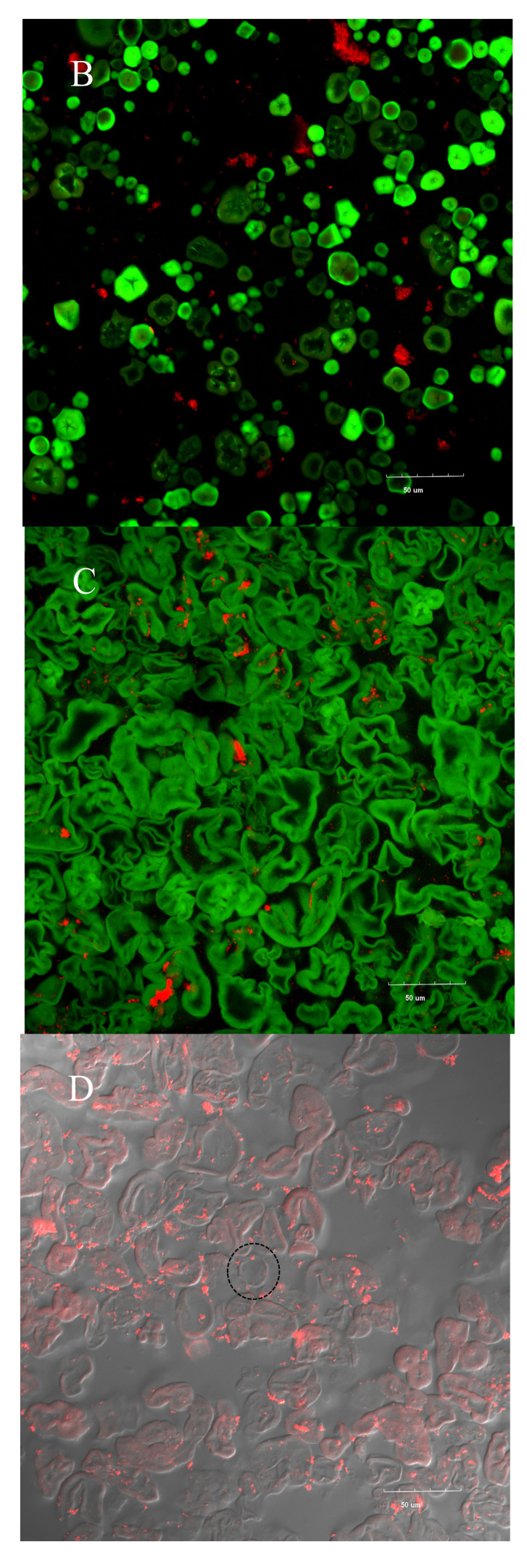 Figure 11