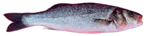 Figure 19