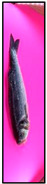 Figure 25