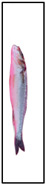 Figure 26