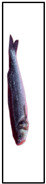 Figure 28