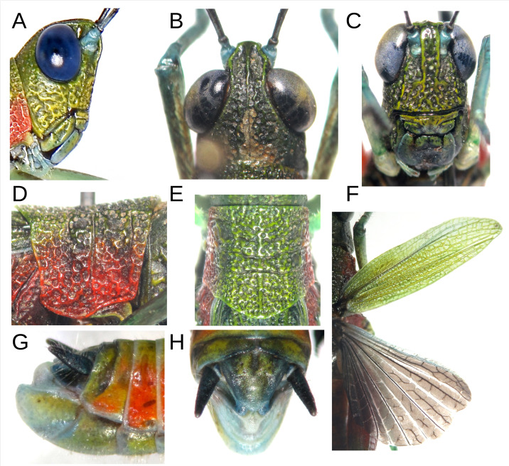 Figure 2