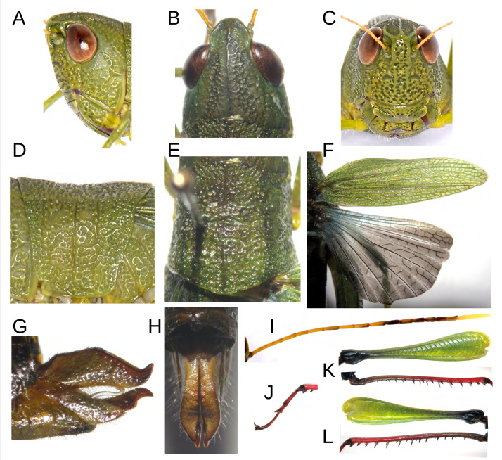 Figure 4