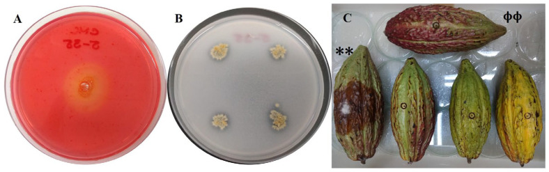 Figure 6