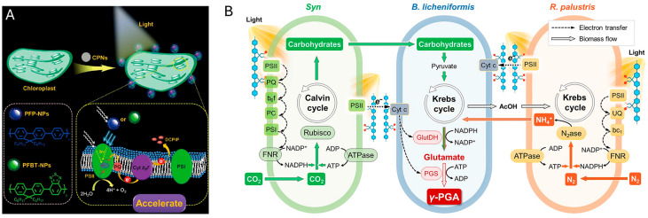 Figure 12