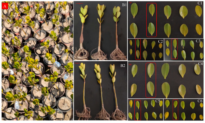 Figure 13