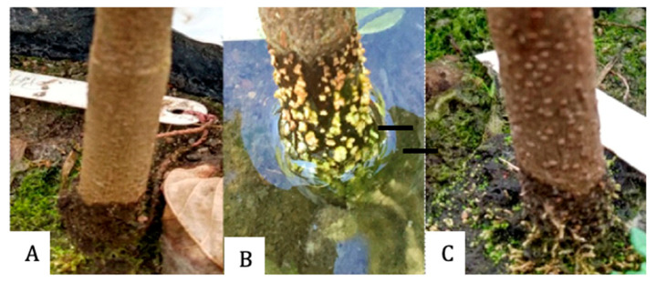 Figure 9
