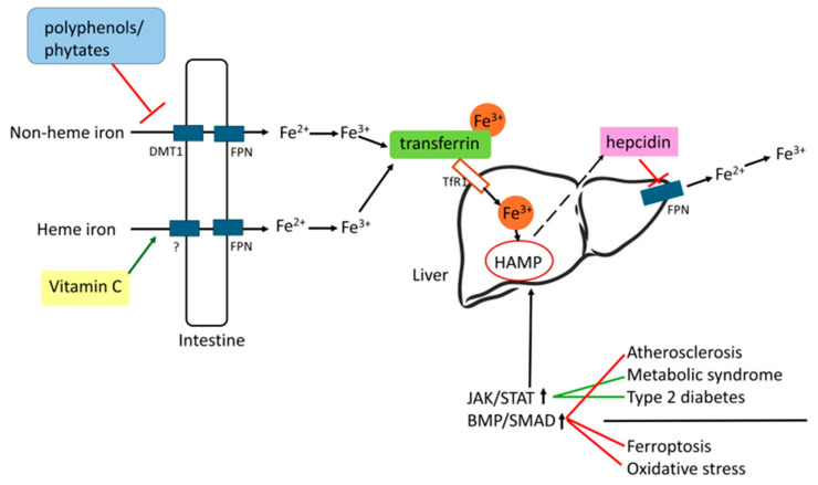 Figure 7