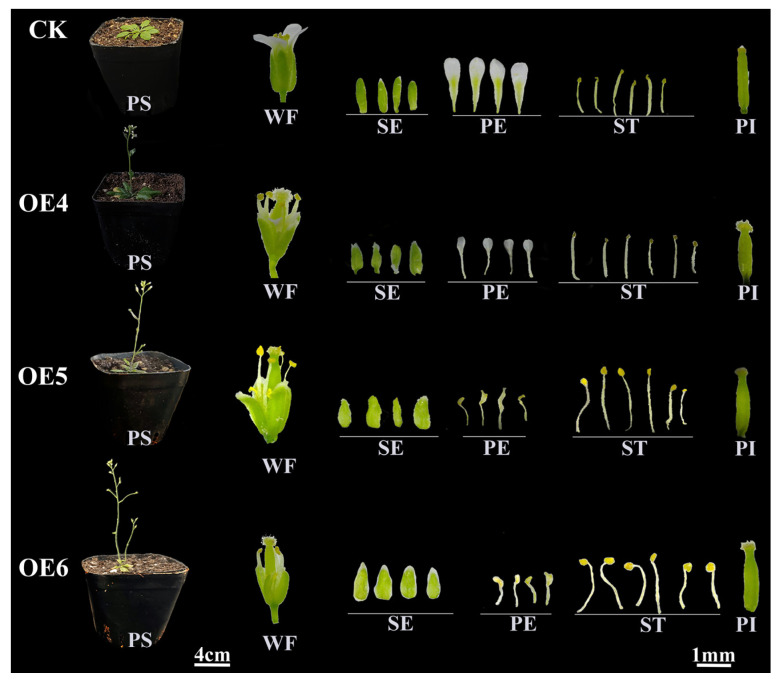 Figure 12