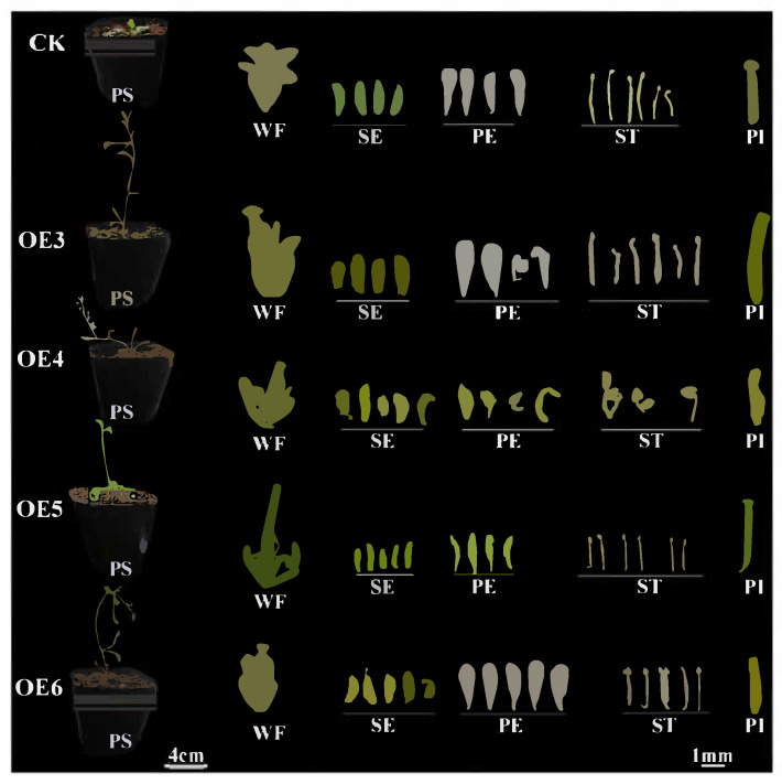 Figure 13