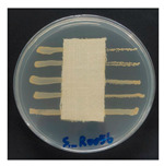 Figure 19