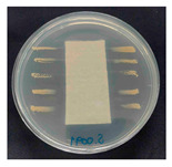 Figure 20