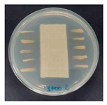 Figure 21