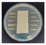 Figure 22