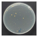 Figure 24