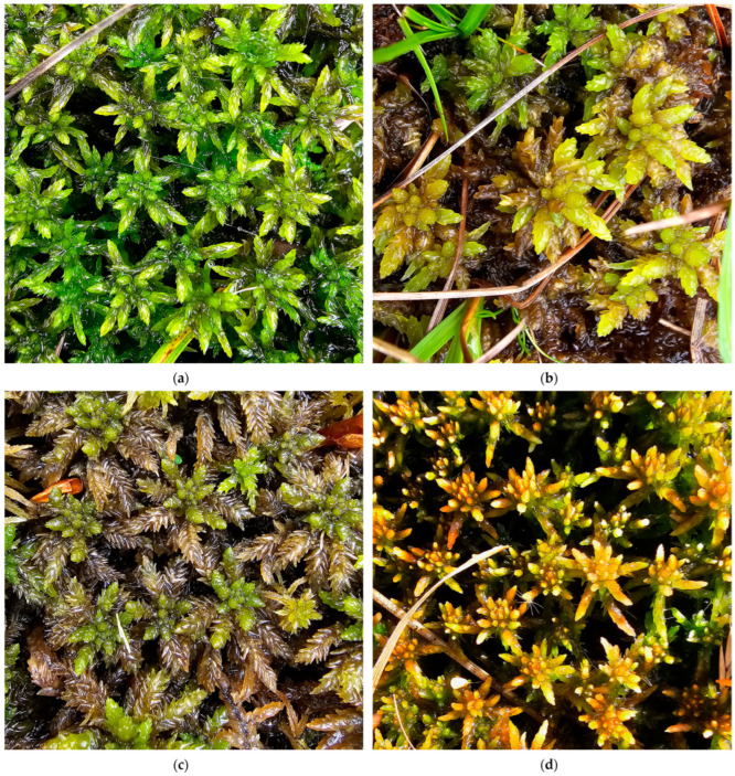 Figure 19