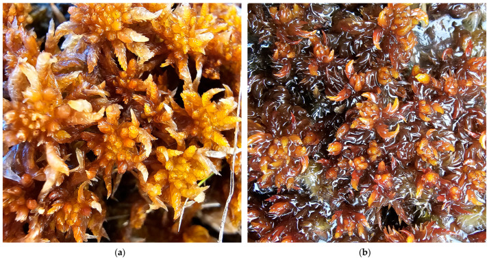 Figure 20