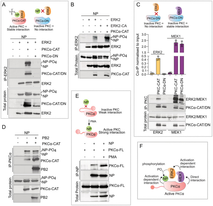 Fig 6