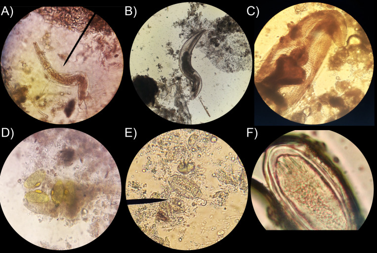 Fig 2