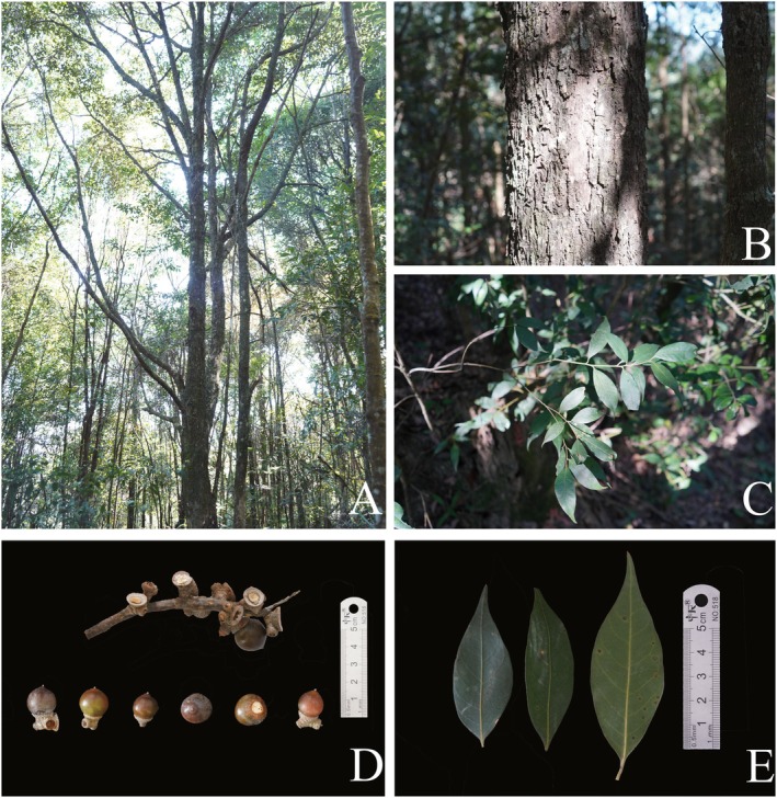 FIGURE 1
