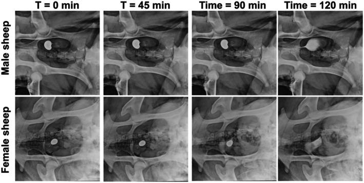 Fig. 4