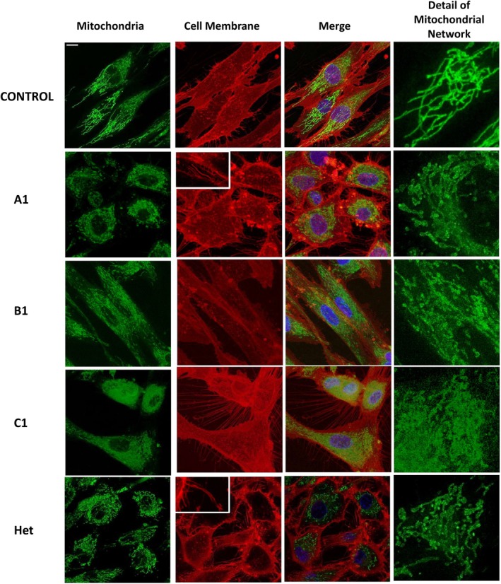 FIGURE 4