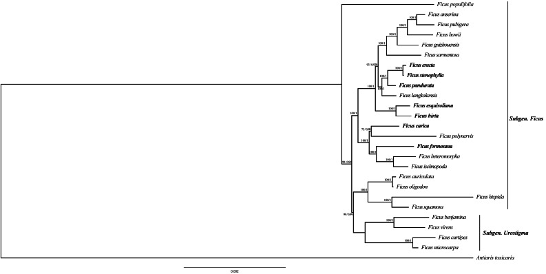 Figure 6