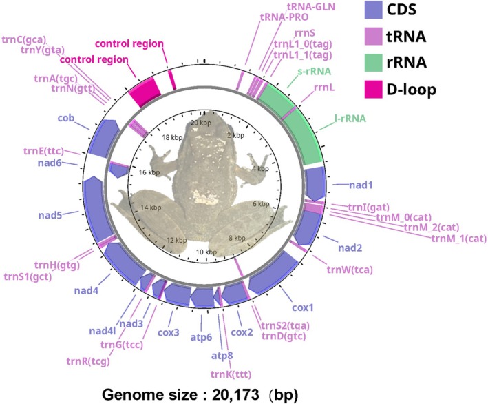 FIGURE 2